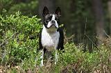 BOSTON TERRIER 174